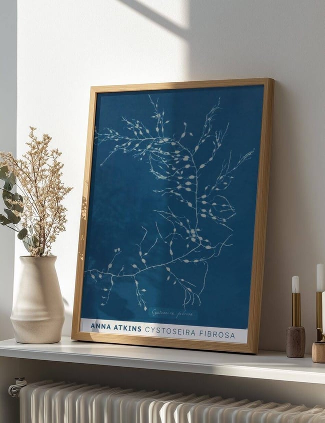 Cystoseira Fibrosa - Anna Atkins