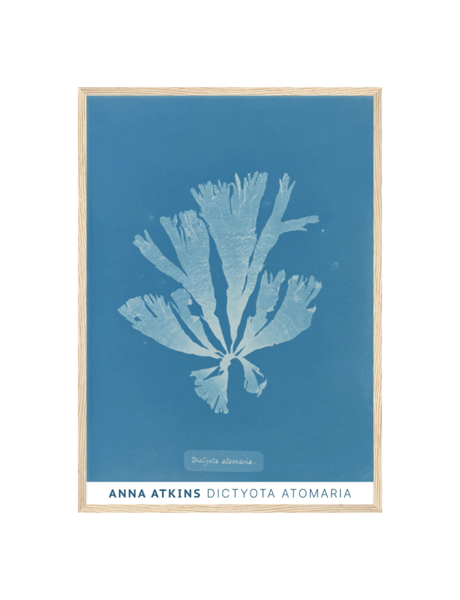 Dictyota Atomaria - Anna Atkins