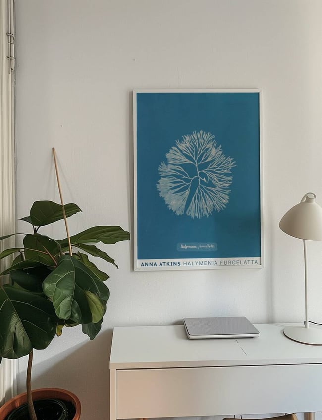 Halymenia Furcelatta - Anna Atkins