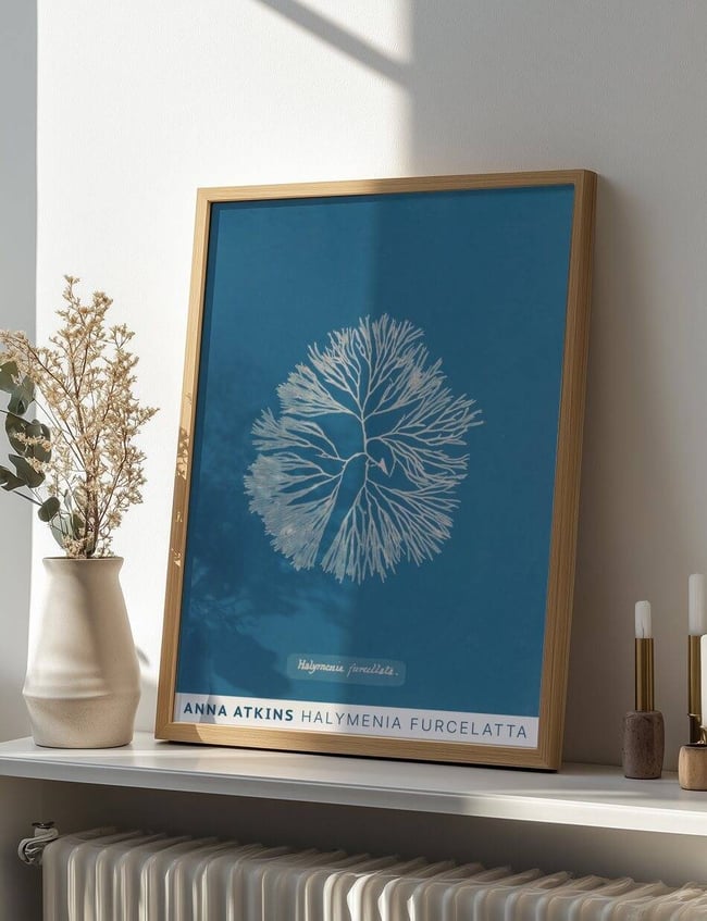 Halymenia Furcelatta - Anna Atkins
