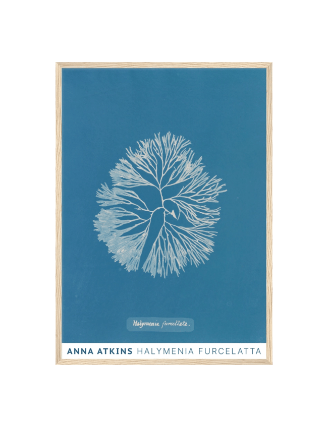 Halymenia Furcelatta - Anna Atkins