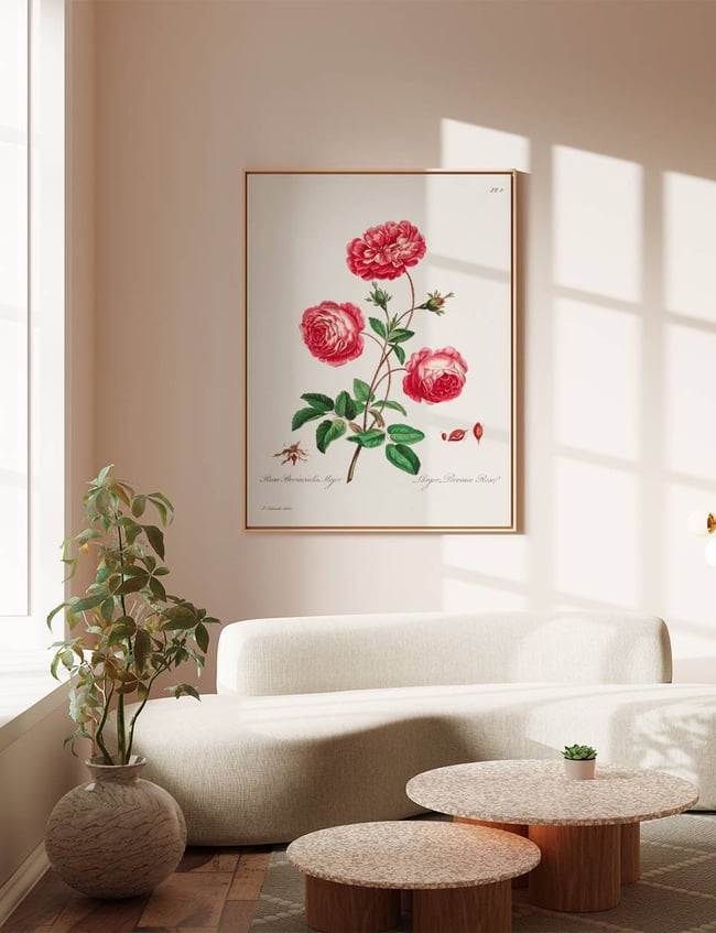 Larger Provence Rose - John Edwards