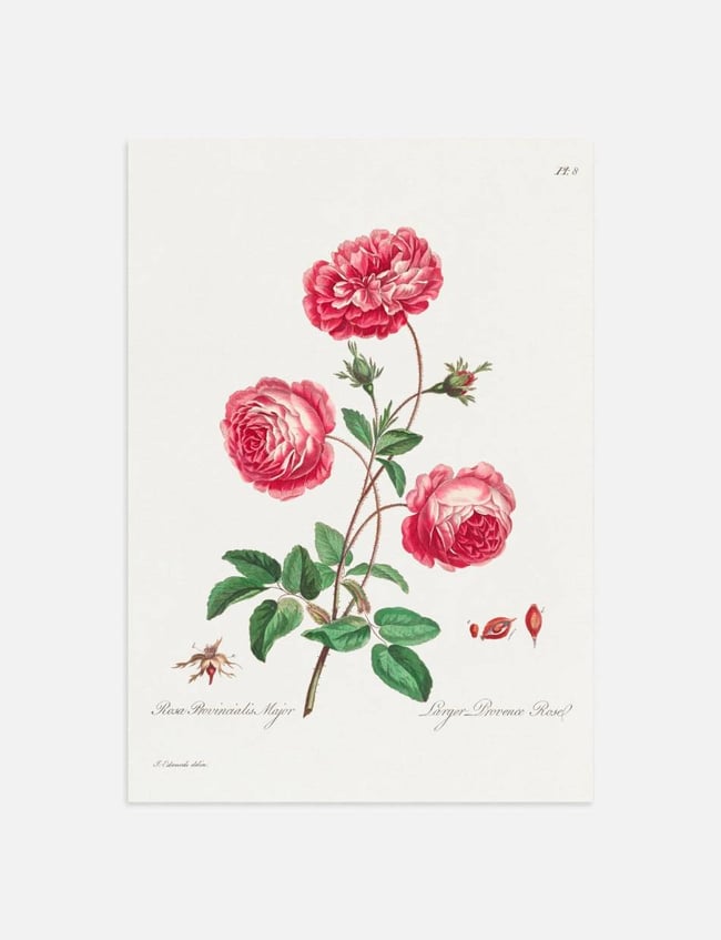 Larger Provence Rose - John Edwards