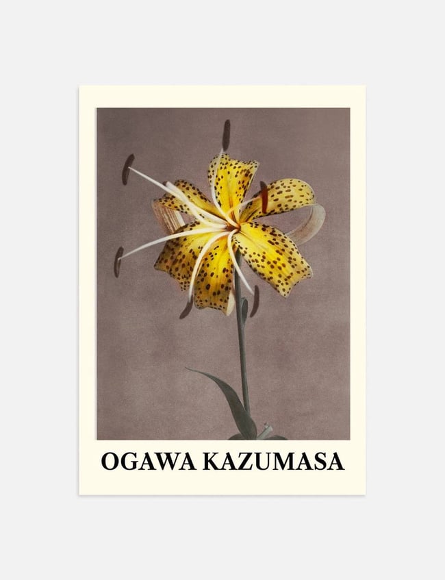 Lily - Ogawa Kazumasa