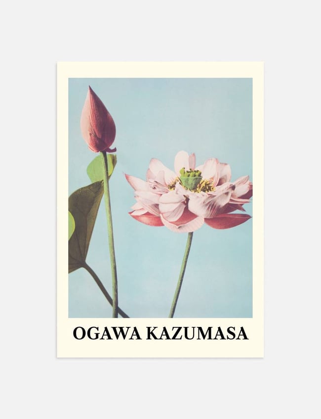 Lotus Flowers - Ogawa Kazumasa