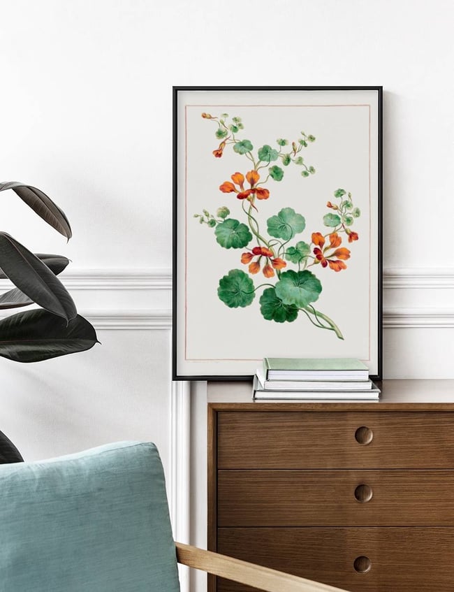 Nasturtium - john Edwards