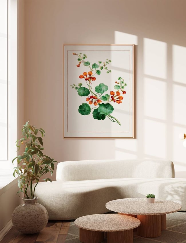 Nasturtium - john Edwards