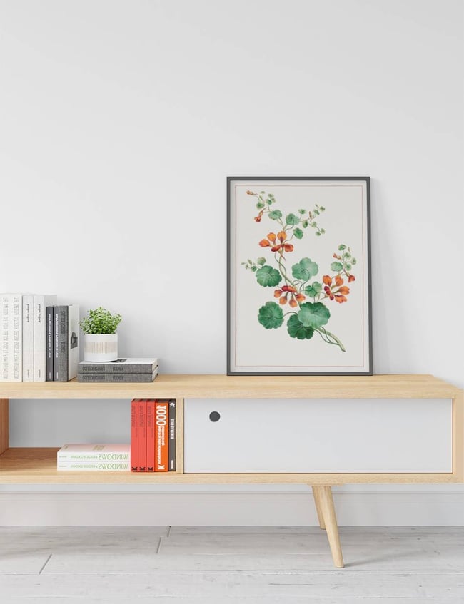 Nasturtium - john Edwards