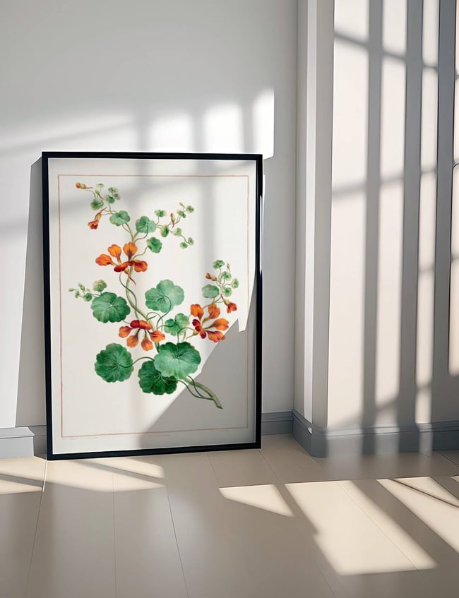 Nasturtium - john Edwards
