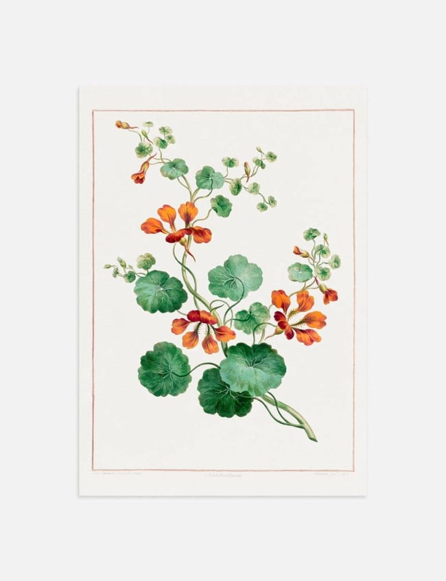 Nasturtium - john Edwards