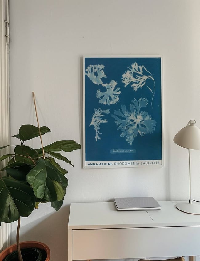 Rhodomenia Laciniata - Anna Atkins