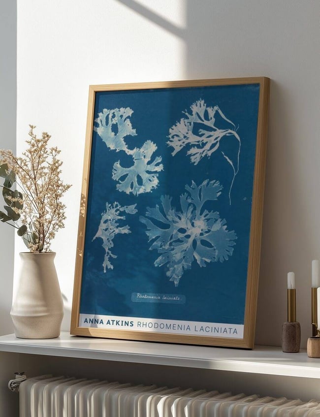 Rhodomenia Laciniata - Anna Atkins