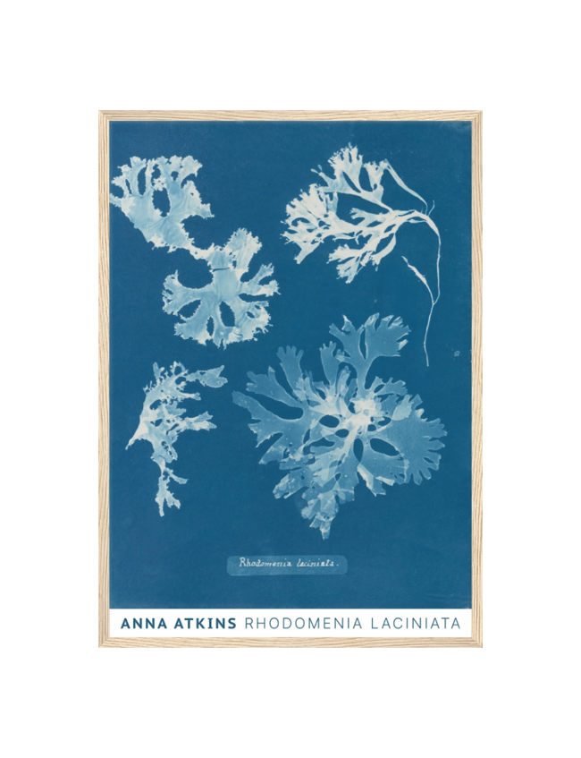 Rhodomenia Laciniata - Anna Atkins