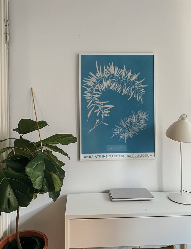 Sargassum Plumosum - Anna Atkins