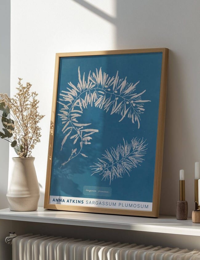 Sargassum Plumosum - Anna Atkins
