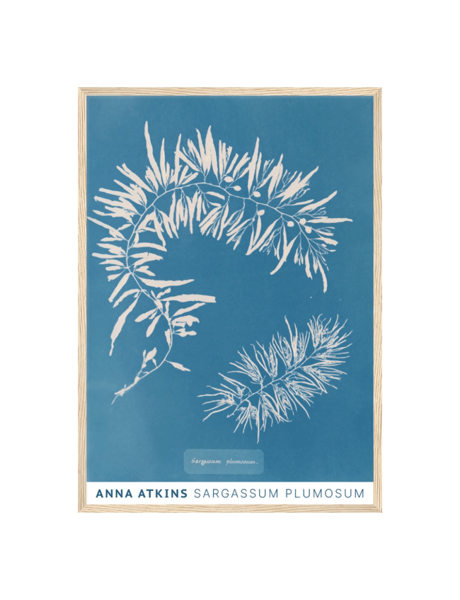 Sargassum Plumosum - Anna Atkins