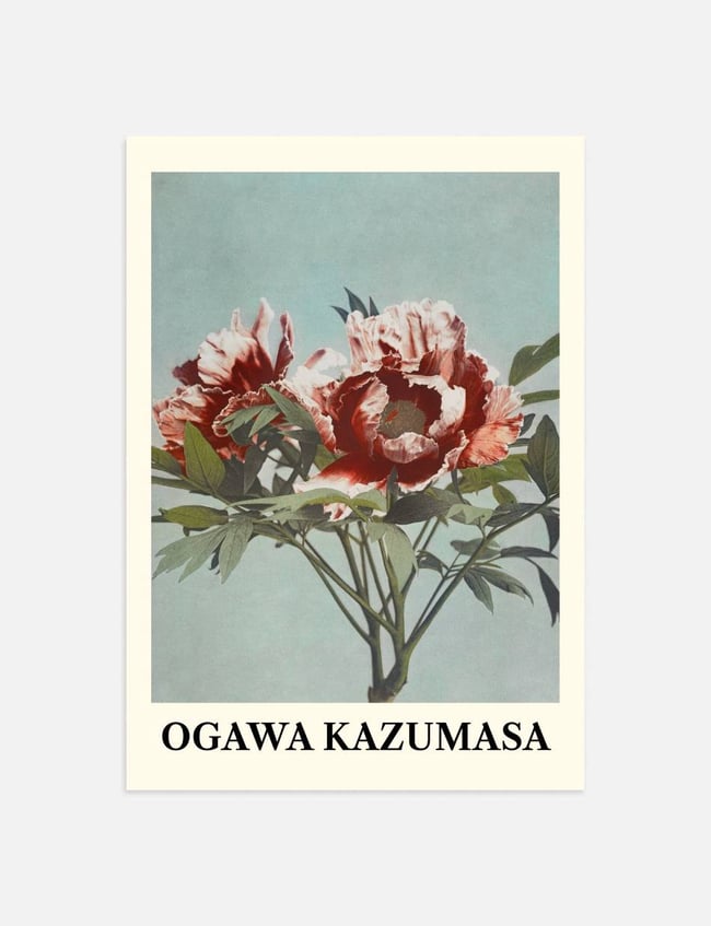 Tree Peony - Ogawa Kazumasa