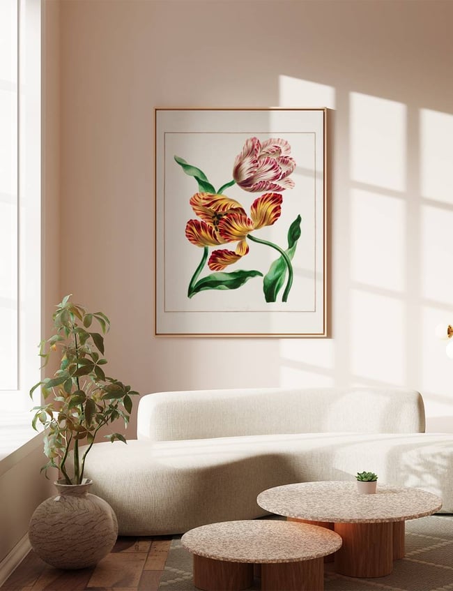 Various Tulips - john Edwards