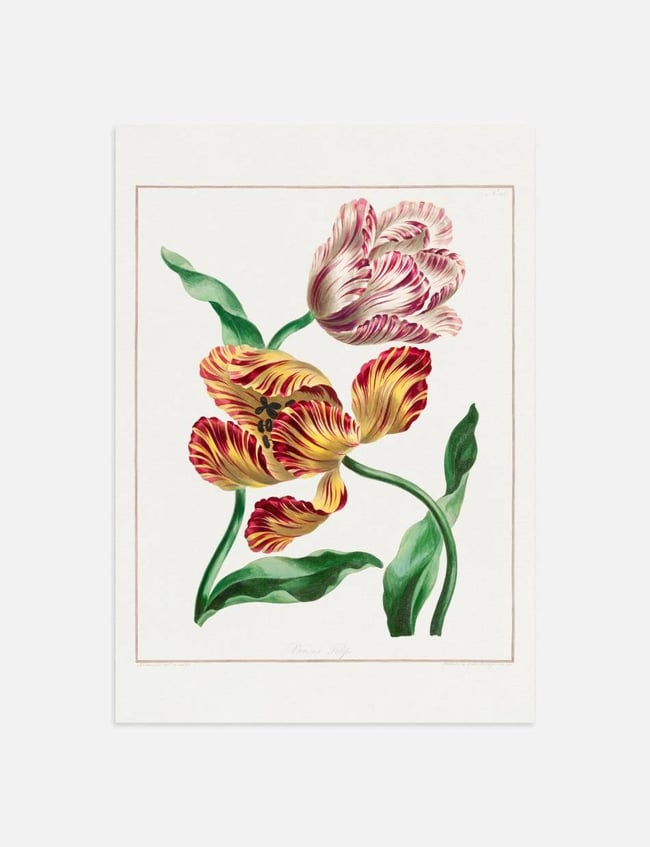 Various Tulips - john Edwards