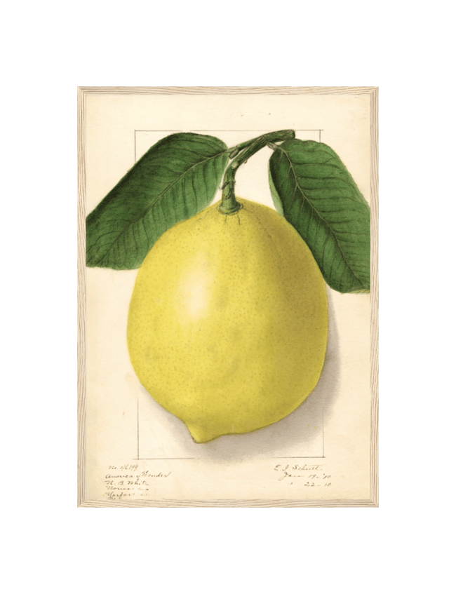 Citrus limon: American Wonder - Ellen Isham Schutt