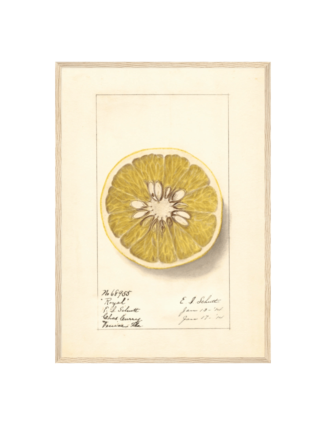 Citrus Paradisi: Royal - Ellen Isham Schutt