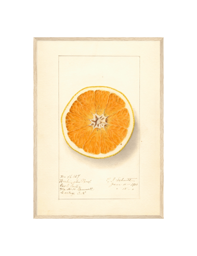 Citrus Sinensis: Washington Navel - Ellen Isham Schutt