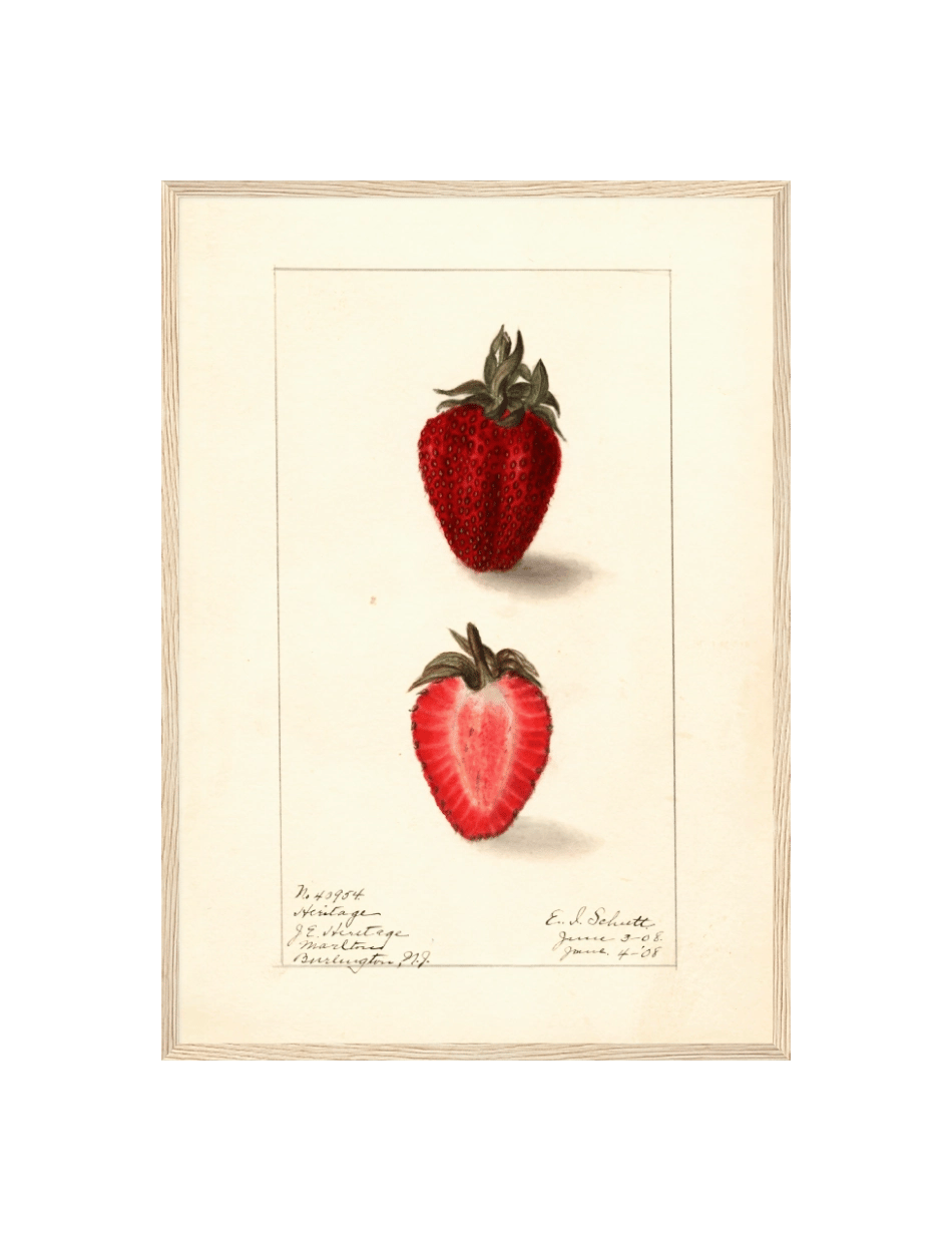 Fragaria: Heritage - Ellen Isham Schutt