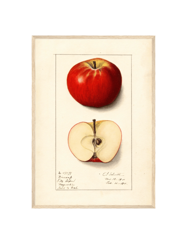 Malus Domestica: Winesap - Ellen Isham Schutt