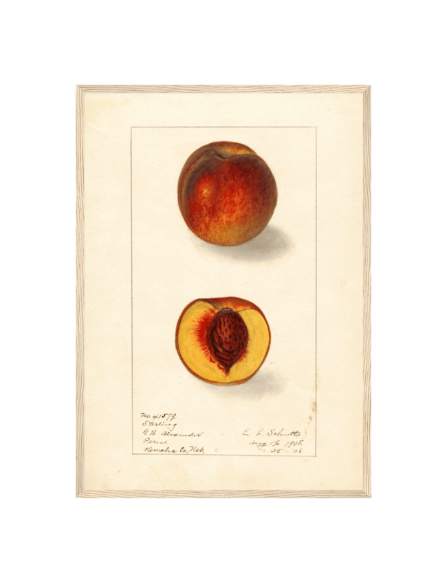 Prunus Persica: Sterling - Ellen Isham Schutt