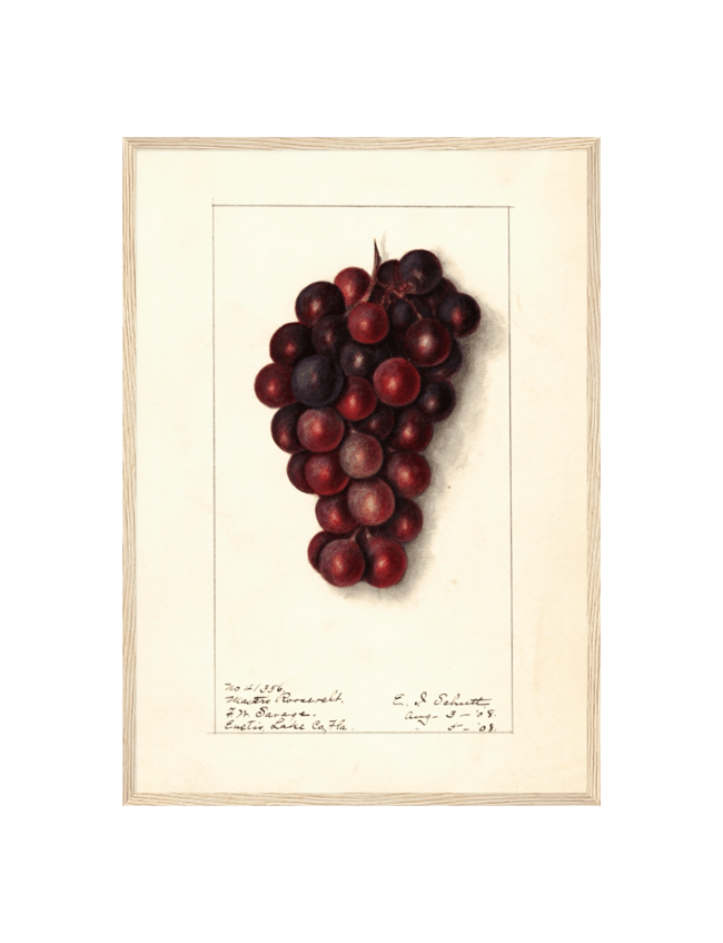 Vitis: Masters Roosevelt - Ellen Isham Schutt
