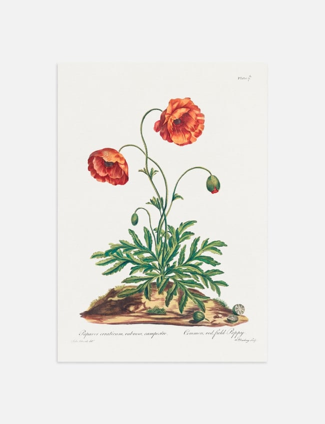 Red Field Poppy - John Edwards