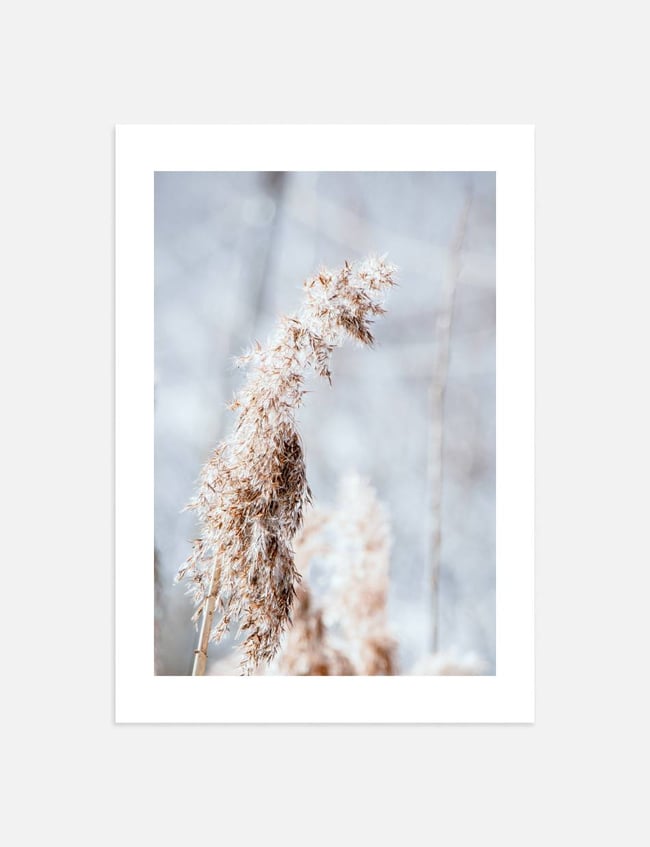 Among the Grasses