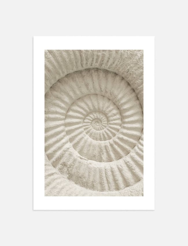 Ancient Spiral Shell