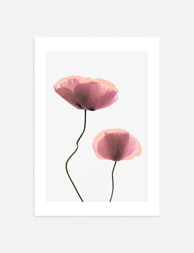 Blush Poppies