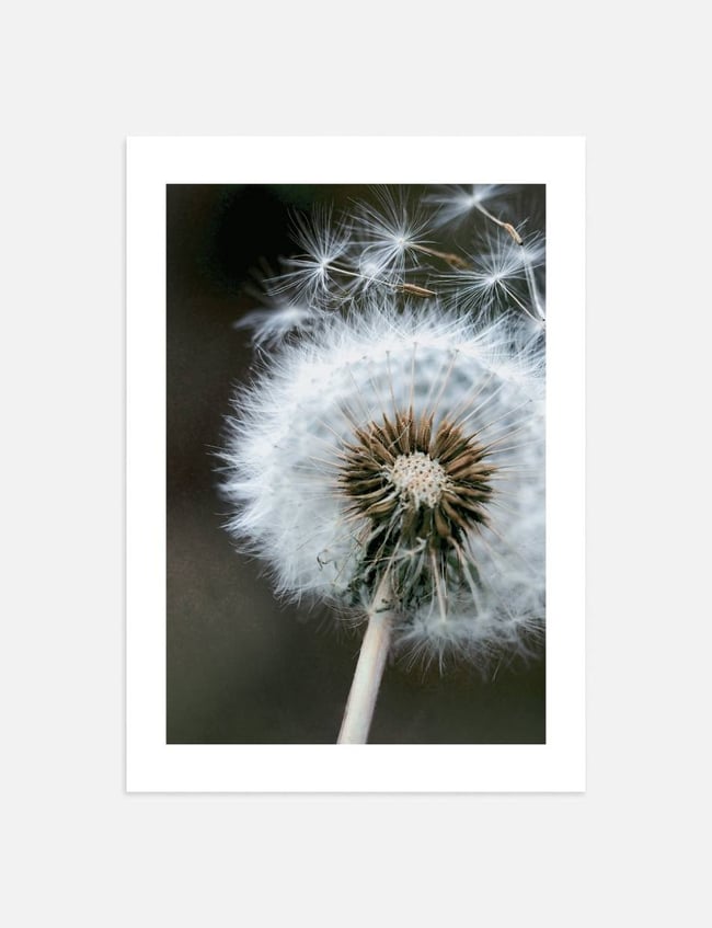 Dandelion in the wind
