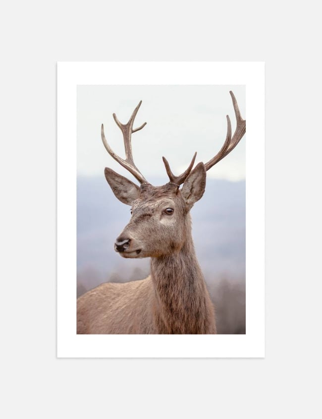 Deer in Snowy Terrain