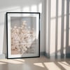 Dried Blossoms