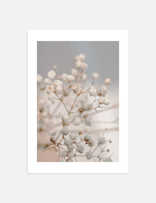 Dried Blossoms