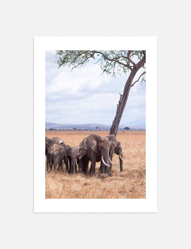 elephant Family