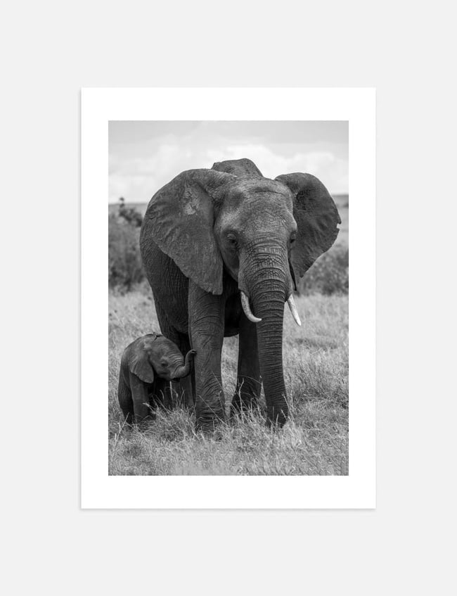 Elephant Mother