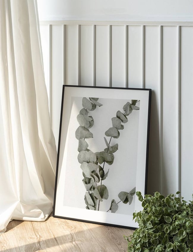 Eucalyptus Branches