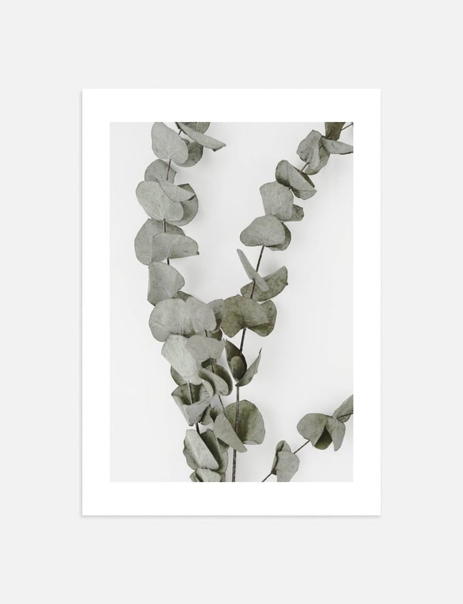 Eucalyptus Branches