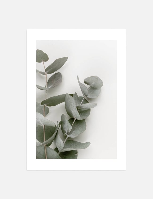 Eucalyptus Leafs