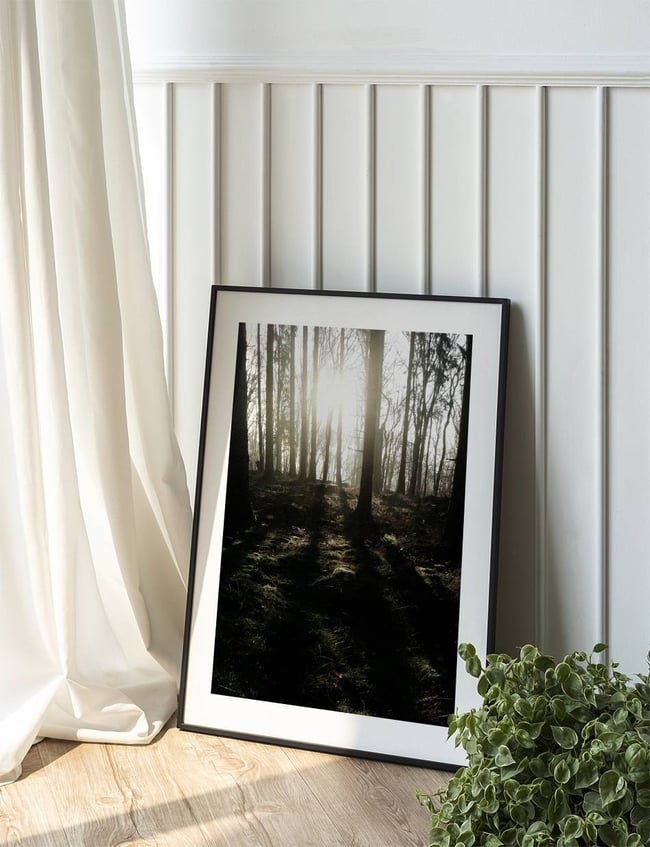 Forest Sunbeams