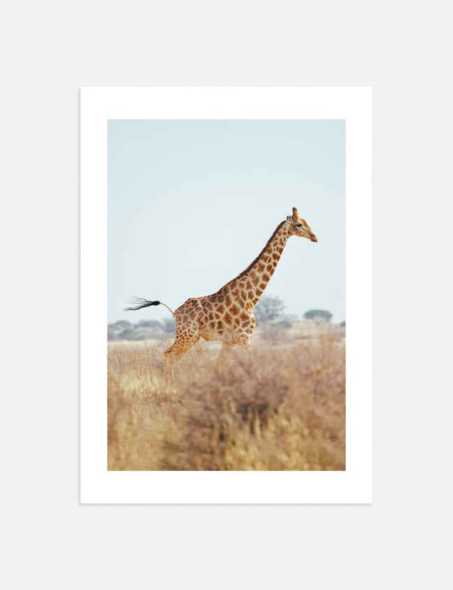 Giraffe in the wind