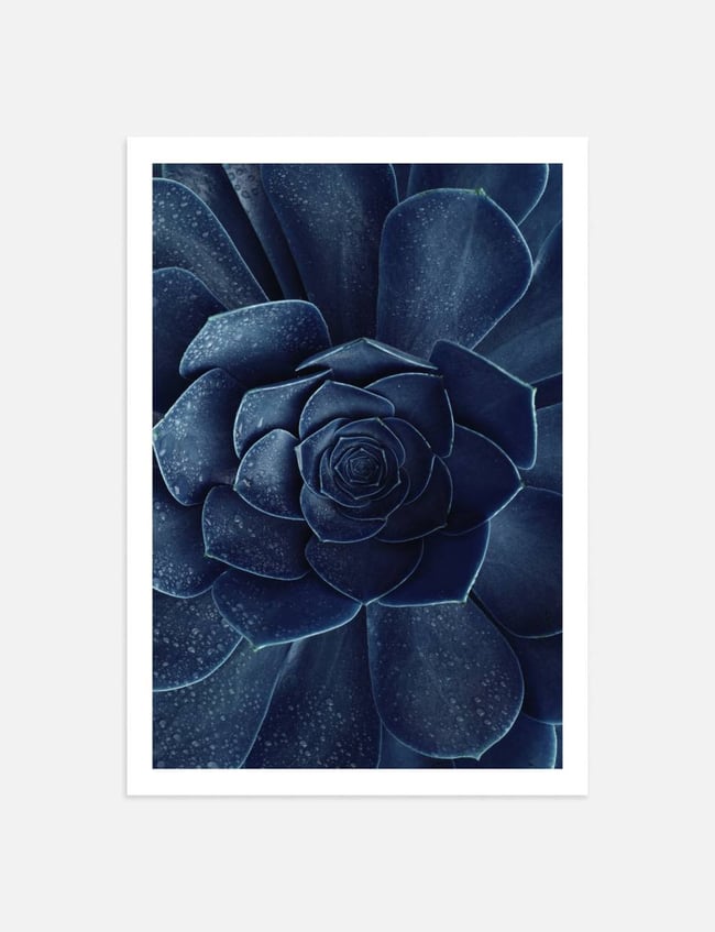 Indigo Bloom