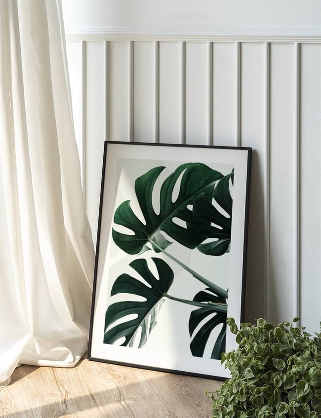 Monstera Trio