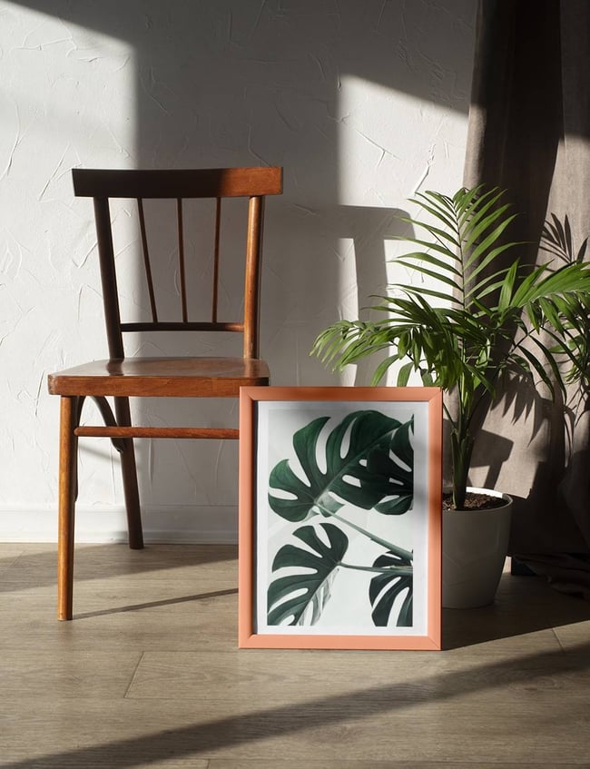 Monstera Trio