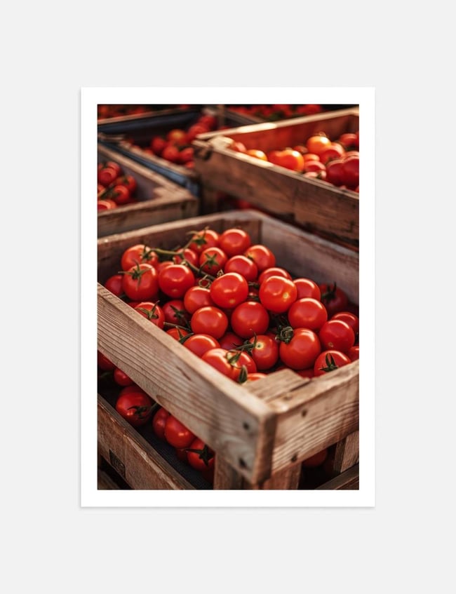 Tomato Harvest