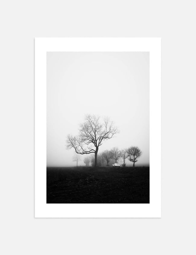 Tree By The Road